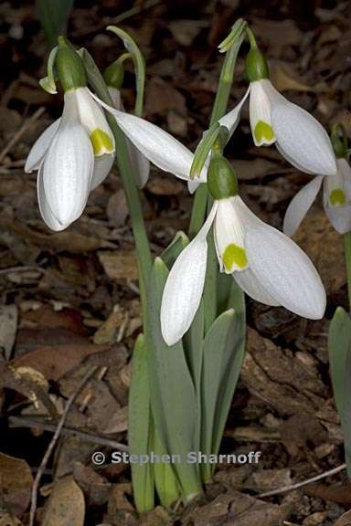 galanthus elwesii 1 graphic